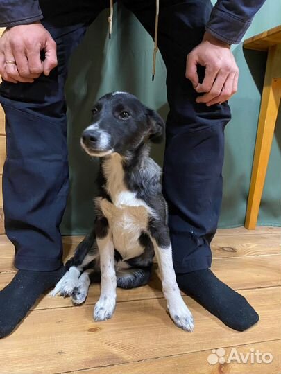 Щенок Рокки в добрые руки