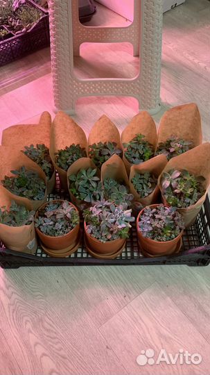 Подарок на свадьбу гостям