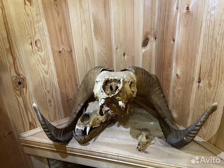 Черепа (рога)