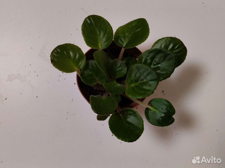 Комнатные цветы фиалки