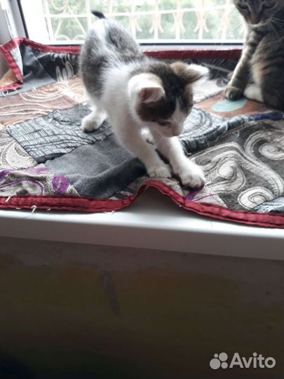 Кошка в дар бесплатно