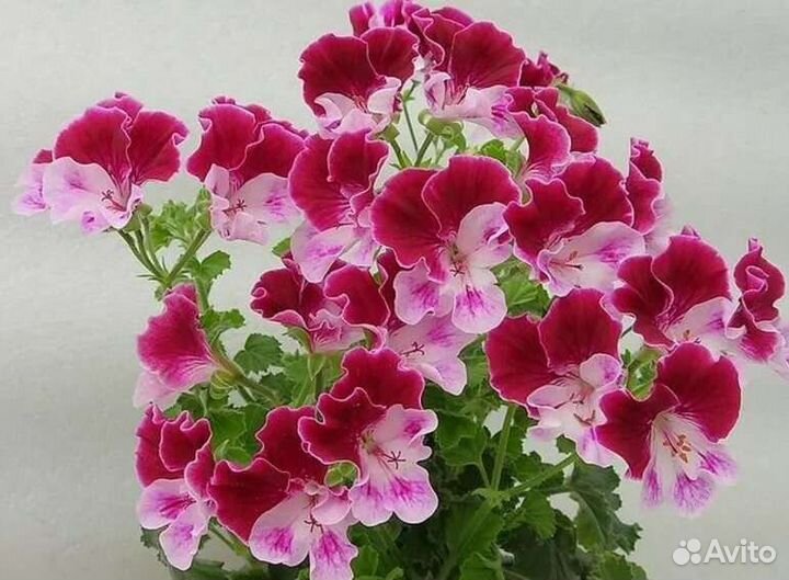 Пеларгония(герань) сортовая Ангел Fairy Gueen