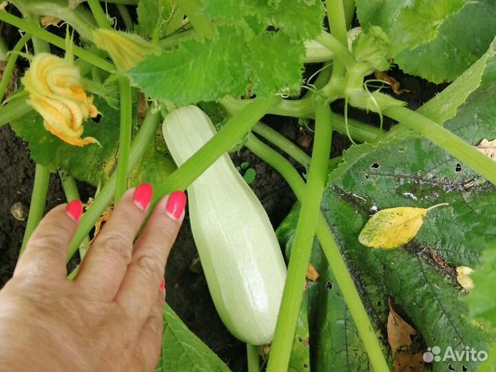 Яблоки, огурцы, перец, кабачки