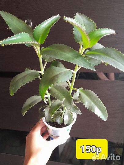 Каланхоэ лечебное