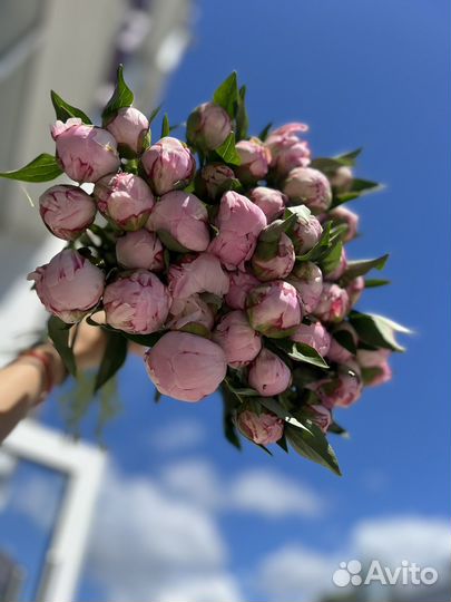 Пион сара бернар