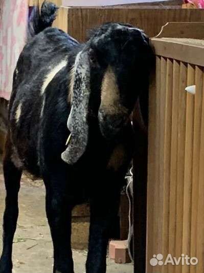 Козы, козлята разных пород