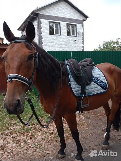 Конский навоз