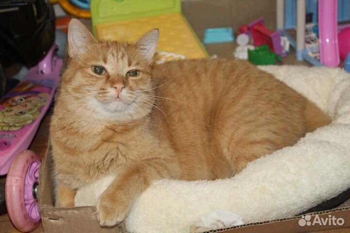 Рыжий кот в поисках дома