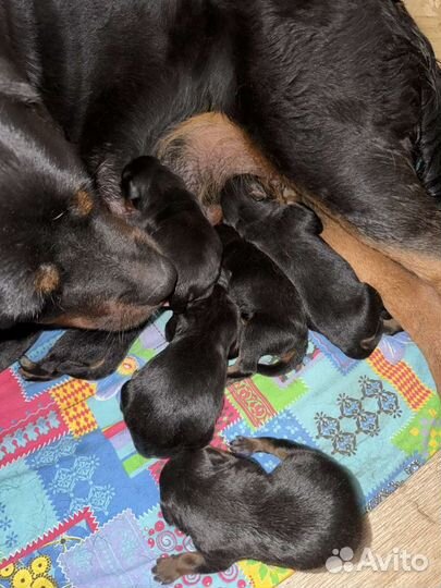 Щенки ротвейлера