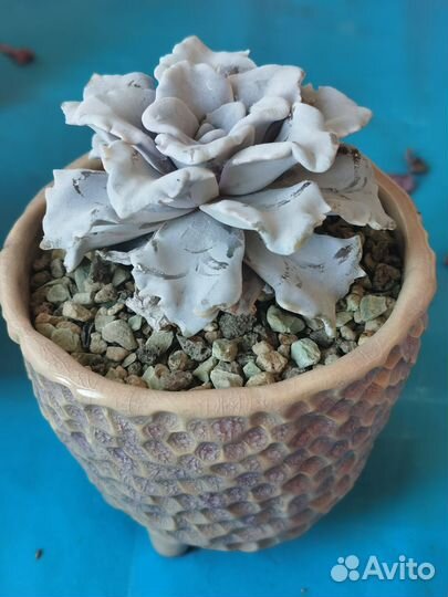 Кактусы и суккуленты