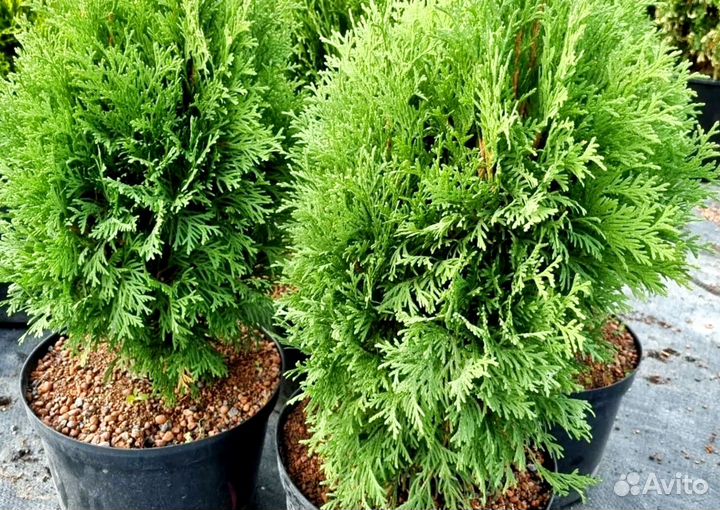 Туя брабант черенки оптом