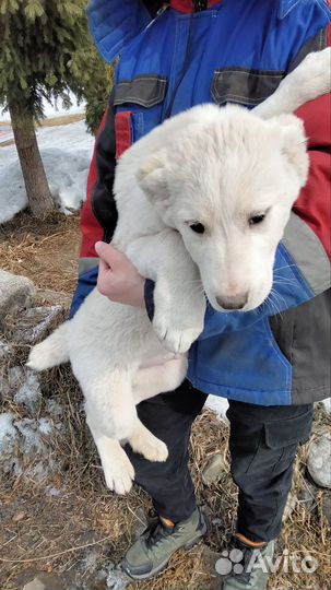 Щенки алабая