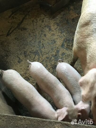 Поросята ландрас