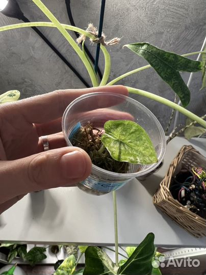 Алоказии (разные)