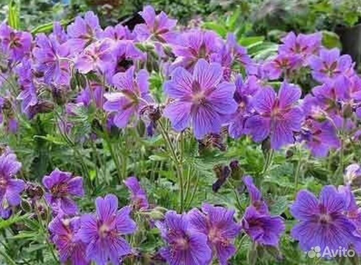 Герань садовая