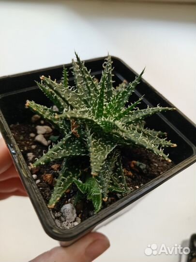 Суккуленты, гастерия, хавортия, алое приземистое