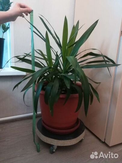 Пальма юкка