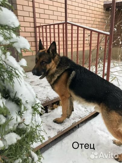 Щенки немецкой овчарки