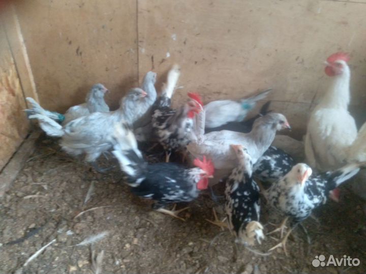 Куры молодки