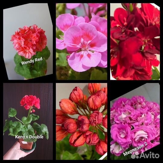 Пеларгония герань