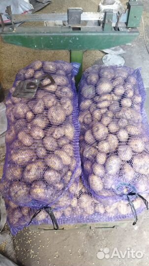 Картофель. Свёкла