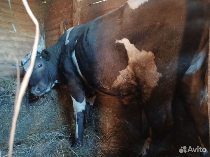 Бычки на мясо