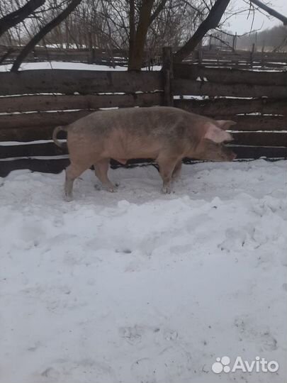 Хряк на племя порода крупно белой, возраст 1г8м
