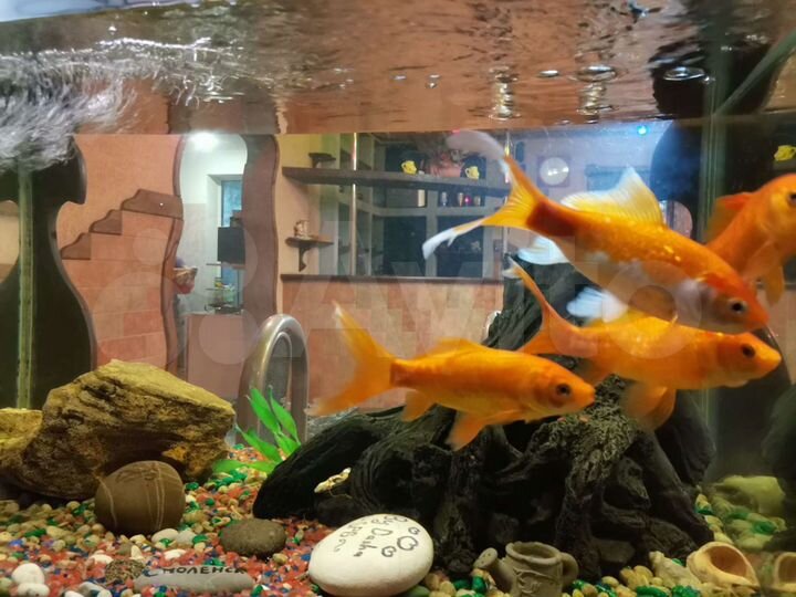 Комната 20 м² в 1-к., 2/3 эт.