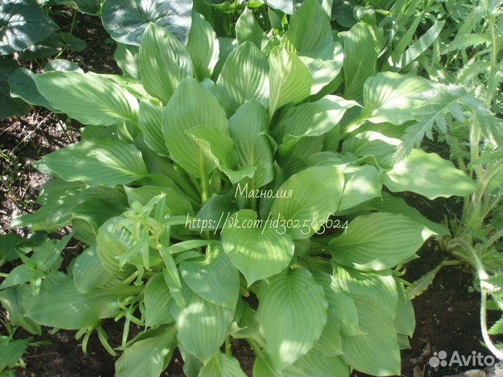 Хоста, лилейник, флоксы, вербена