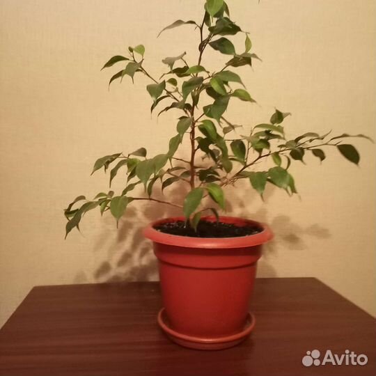 Фикус бенджамина