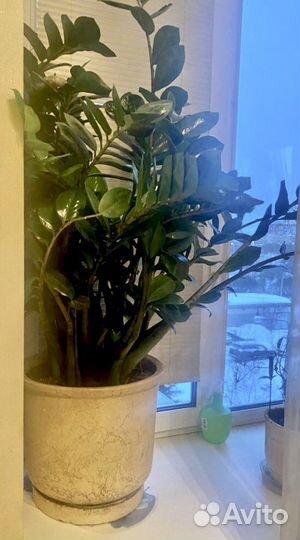 Замиокулькас большой