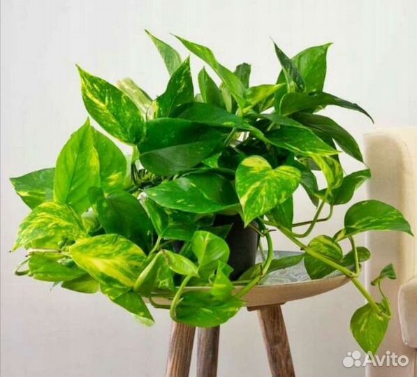 Комнатные растения