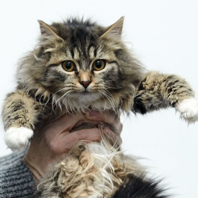 Котёнок в добрые руки