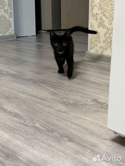 Отдам котенка в добрые руки