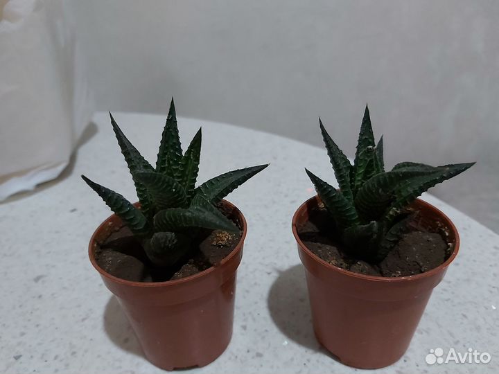 Суккуленты хавортия