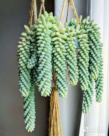 Седум буррито