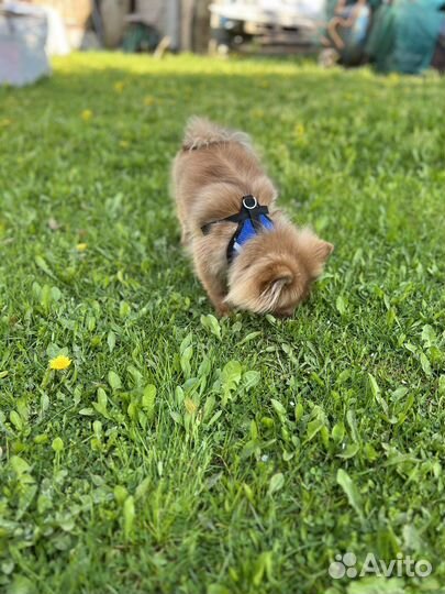 Померанский шпиц