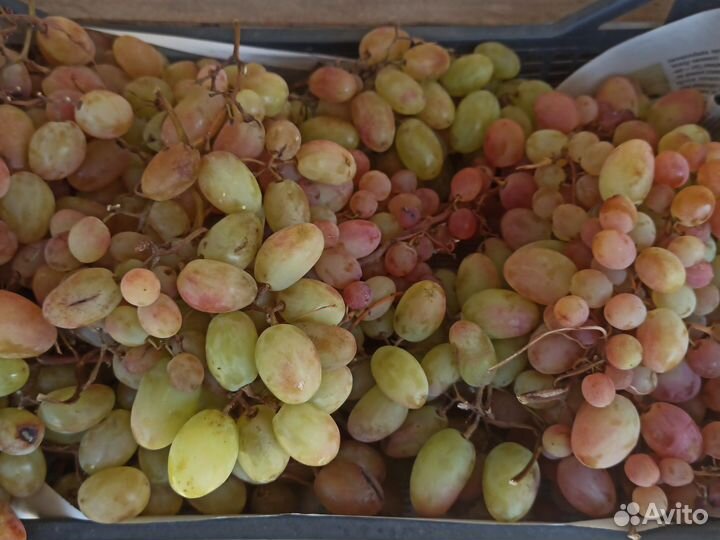 Виноград столовый