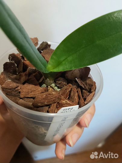 Фаленопсис