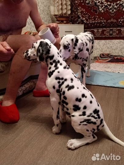 Продам щенков далматинцев