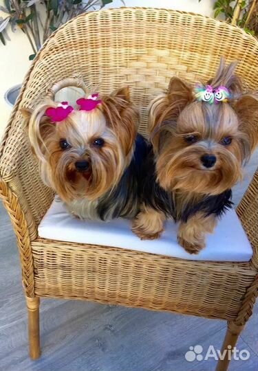 Модели для груминга