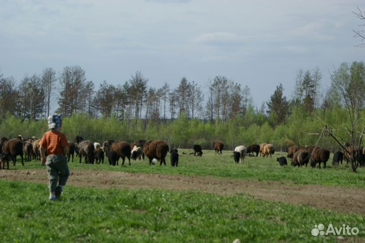 Навоз,перегной,торф