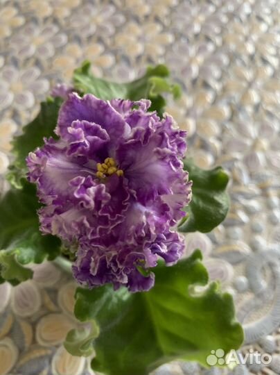 Детки сортовых фиалок