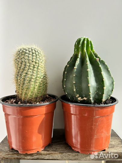 Суккуленты и кактусы коллекционные
