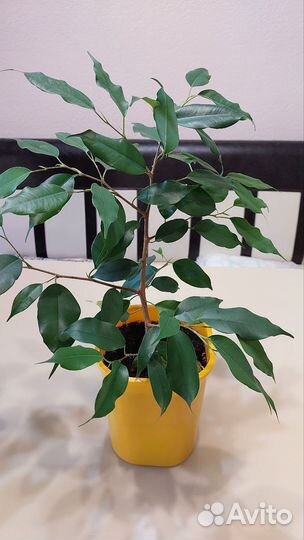 Фикус Бенджамина