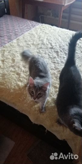 Котик в добрые руки