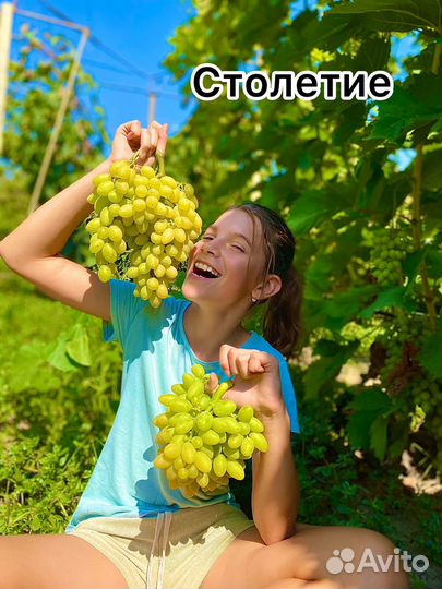 Саженцы и черенки винограда