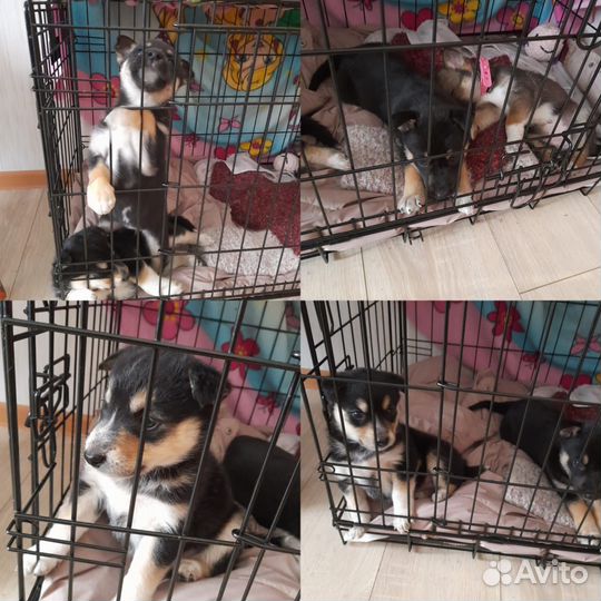 Ищут дом симпатичные и умные щенки