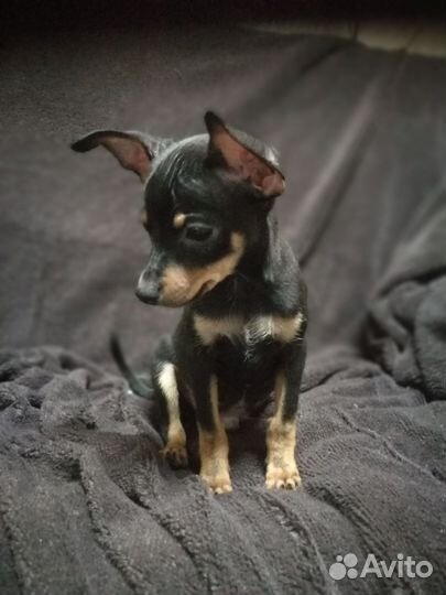 Шикарный мальчик. Мини той-терьер