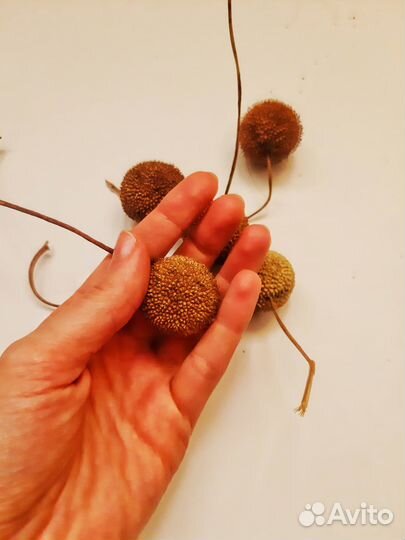 Шишки сосны, платана, магнолии и т.д